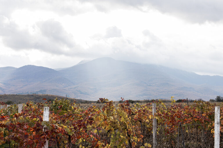 fields-vines-cloudy-day